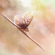 Around The Meadow 5 Photograph by Jaroslav Buna