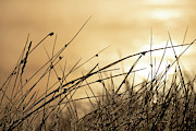Autumn Grass Photograph by Kevin Schwalbe