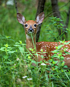 Bambi Photograph by James Overesch