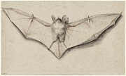 Bat With Outspread Wings Painting by Hans Holbein The Younger