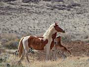 Beautiful wild Paint mare and foal Photograph by Waterdancer