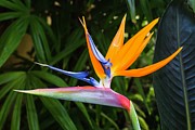 Bird Of Paradise Strelitzia Reginae Flower Photograph by Abigail Diane Photography