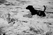 Surfer's Black Dog Photograph by Debra Banks