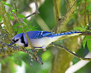 Blue Jay Photograph by Jim E Johnson