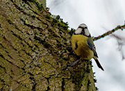 Blue Tit hanging on tree Photograph by Scott Lyons