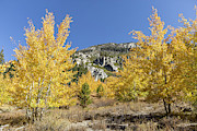 Bold Aspens Photograph by Kelley King