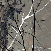 Branches Digital Art by Gina Harrison