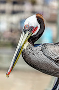 Brown Pelican Profile Photograph by Kelley King