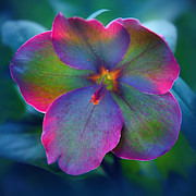 Lenten Rose #1 Photograph by Jessica Jenney