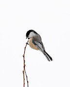 Pole Vaultin Chickadee Photograph by James Overesch