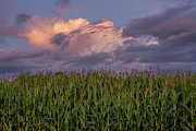 Clouds 'n' Corn Photograph by Amfmgirl Photography