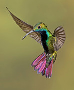 Colorful Humming Bird Jigsaw Puzzle by Image By David G Hemmings