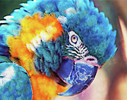 Colorful Parrot - 01 Painting by AM FineArtPrints