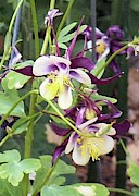 Columbine Garden Photograph by Karen Stansberry