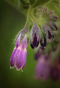 Comfrey Blossom Photograph by Mary Jo Allen