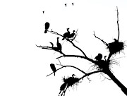 Cormorant's in Silhouette Photograph by Kevin Schwalbe