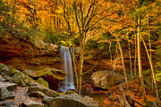 Cucumber Falls Golden Canopy Photograph by Adam Jewell