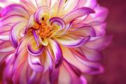 Curly, Swirly Dahlia Photograph by Mary Jo Allen