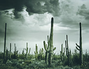 Desert Storm in Arizona Photograph by Kevin Schwalbe