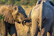 Elephant Affection Photograph by Douglas Wielfaert