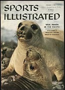 Elephant Seals Sports Illustrated Cover Photograph by Sports Illustrated