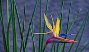 Floral Art, Bird of Paradise Photograph by Marcy Wielfaert