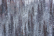 Forest in Winter Photograph by Donna Twiford