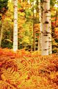 Golden Ferns In The Birch Glade Photograph by Jeff Sinon
