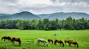 Grazing Photograph by Joe Leone