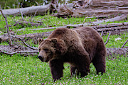 Grizzly Bear of Yellowstone Photograph by Douglas Wielfaert