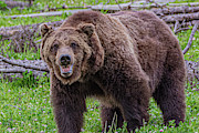 Grizzly Growl Photograph by Douglas Wielfaert