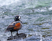 Harlequin Photograph by Jim E Johnson