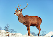 Highland Red Deer Stag Photograph by Grant Glendinning