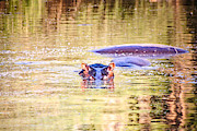 Hippos in a Pond Photograph by Bruce Block