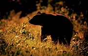 Morning Bear Photograph by Marshall Hurley