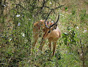 Impala Amongst Morning Glories Photograph by Mary Lee Dereske