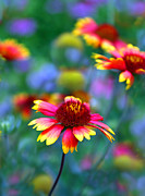 Indian Blanket Photograph by Jessica Jenney