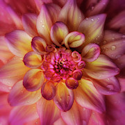 Jewel Drops Dahlia Photograph by Mary Jo Allen
