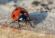 Ladybird on concrete Photograph by Scott Lyons