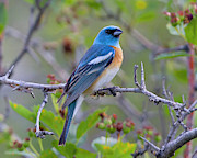 Lazuli Bunting Photograph by Jim E Johnson