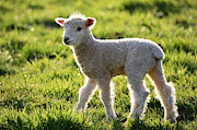 Leicester Longwool Lamb at Dawn Photograph by Rachel Morrison