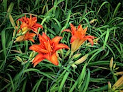 Lilies Photograph by William Norton