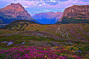 Logan Pass Wildflower Sunset Photograph by Adam Jewell