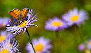 Lustrous Copper Butterfly on Purple Astor Photograph by Bruce Block