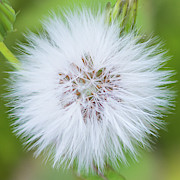 Make a Wish Goat's Beard - Tragopogan Pratensis Flower Photograph by Abigail Diane Photography