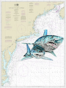 Mako Shark Chart Photograph by Mark Ray