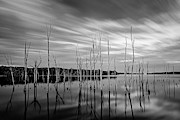 Manasquan Reservoir Last Light BW Photograph by Susan Candelario
