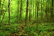 Massachusetts Appalachian Trail Spring Green 2 Photograph by Raymond Salani III
