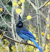 Mountain Jay Photograph by Karen Stansberry