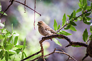 Out on a Limb Photograph by KC Hulsman